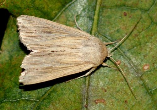 Réf. 250 469 : Mythimna riparia